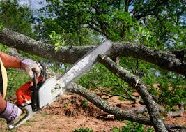 Best Lot and Land Clearing  in Lake Wynonah, PA